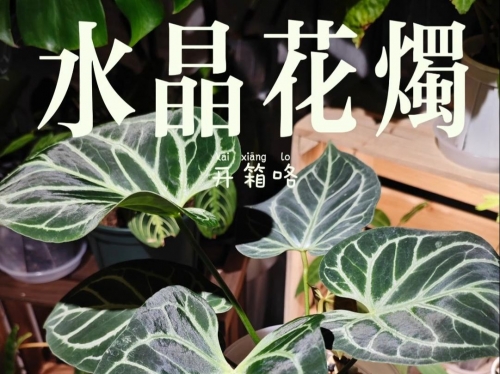 水晶花烛水晶花，美丽与神秘交织的花卉