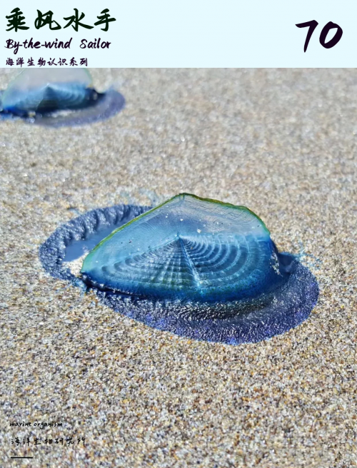 大彩鲸，神秘的海洋生物
