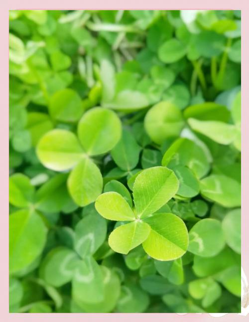 出水芙蓉是指什么意思出水芙蓉，寓意非凡-第2张图片