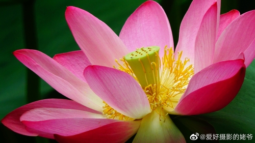 出水芙蓉是指什么意思出水芙蓉，寓意非凡