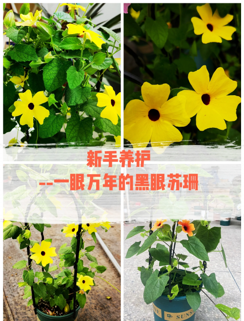花藤名字花藤之名-第2张图片