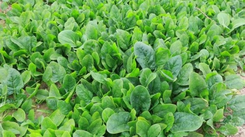 菠菜网HAOBC，引领绿色生活的新潮流-第2张图片