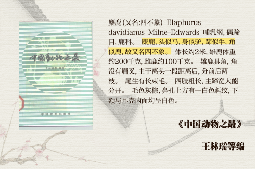 正版四不像，正版与独特性的探索-第2张图片