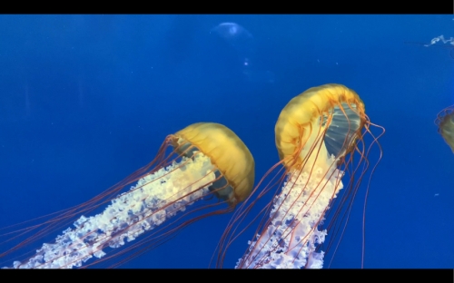 大彩鲸大彩鲸，神秘的海洋生物