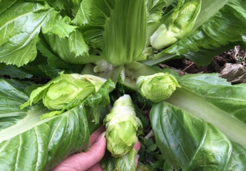 笔头菜图片笔头菜，美味与健康的完美结合