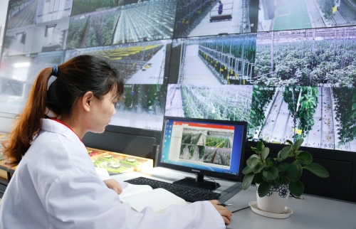 采摘网藏机图全部图谜正版采摘网，高效便捷的农业工具
