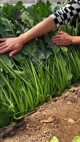 菠菜网送彩金平台菠菜网HAOBC，引领绿色生活的新潮流