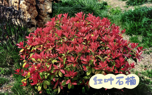 摇钱树心水忪坛334435，探索神秘植物世界