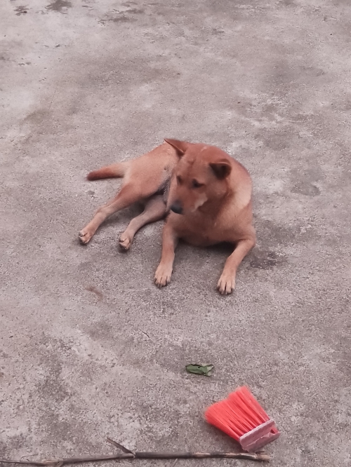 小狼狗心水论坛，探索犬类爱好者的乐园-第2张图片