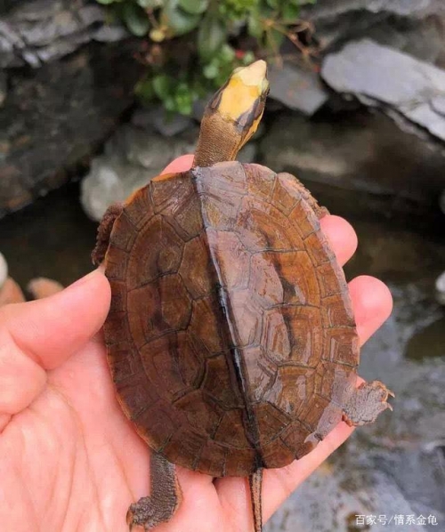 金钱龟的价格与市场趋势-第2张图片