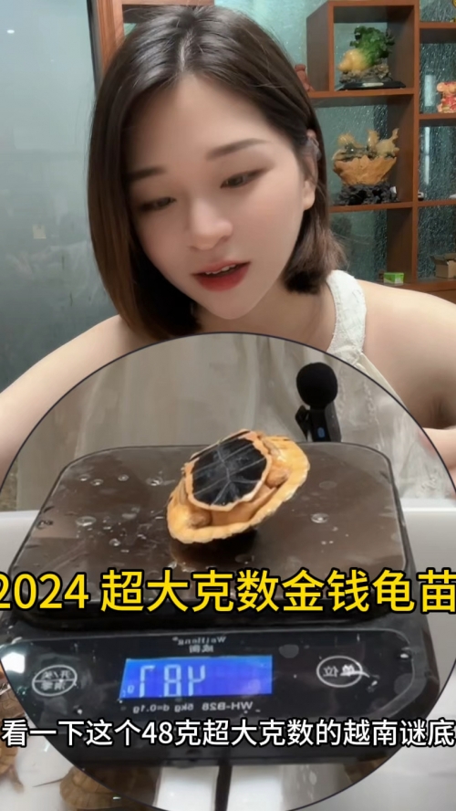 金钱龟的价格与市场趋势-第3张图片