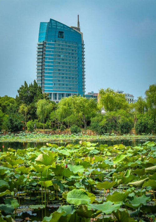 出水芙蓉是指什么意思出水芙蓉的含义