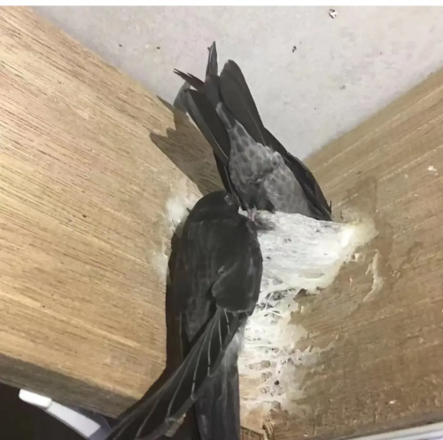 金丝燕窝饮品多少钱一盒金丝燕窝，天然珍品的美妙之旅