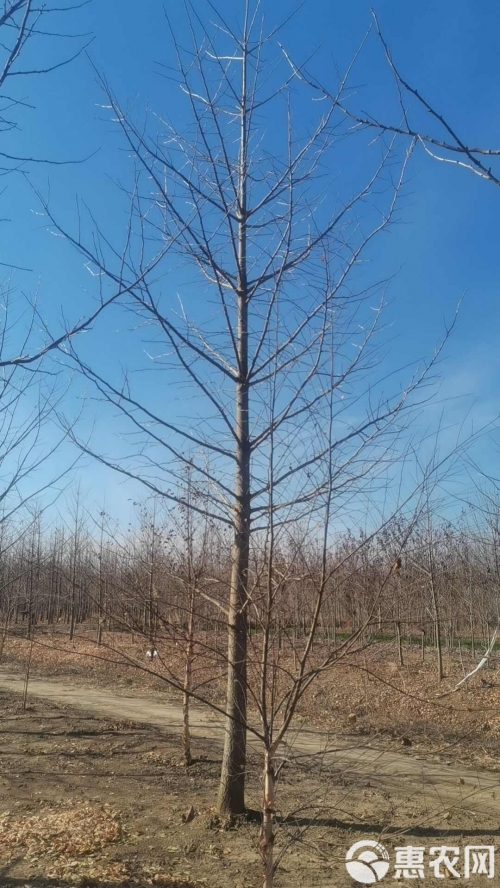 银杏树小苗的种植与成长