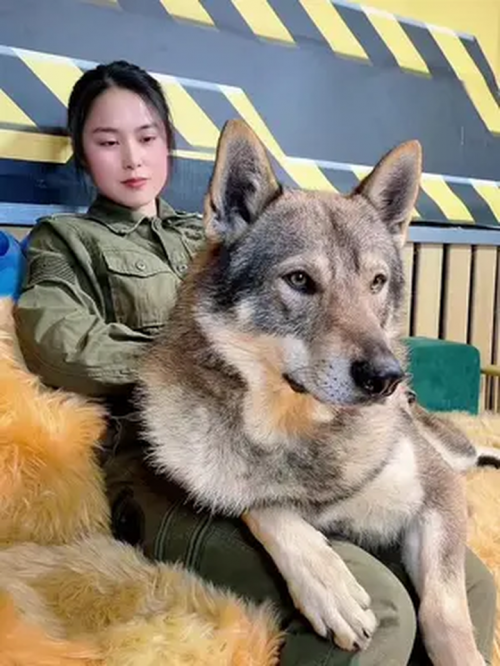 小狼狗高手论坛小狼狗高手论坛，探索犬类爱好者的交流平台