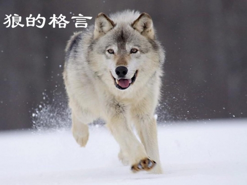 广西的狼精英论坛12366广西狼精英论坛，探索狼性精神的卓越平台-第2张图片