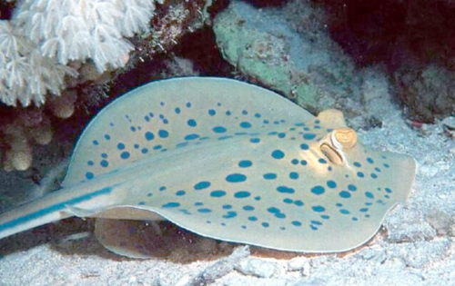 吼吼鲸，海洋中的神秘生物