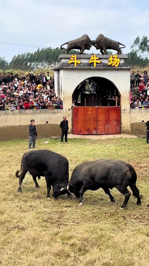 天天斗牛，热血竞技的激情与挑战