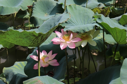 出水芙蓉，美的象征与寓意