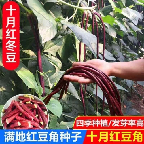 满地红无架豆角,几月份播种呢满地红——绚烂之花-第2张图片