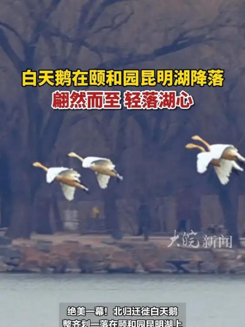 福彩3d白天鹅图库汇总福彩3d白天鹅图库，探索神秘彩图世界