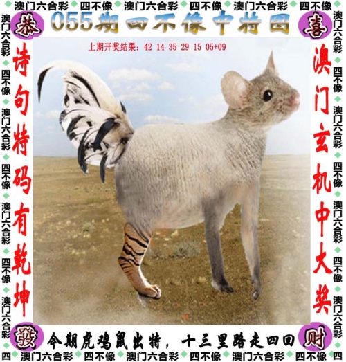 王中王一肖一码一特一中一家四口王中王一肖一码一特中，神秘与机遇