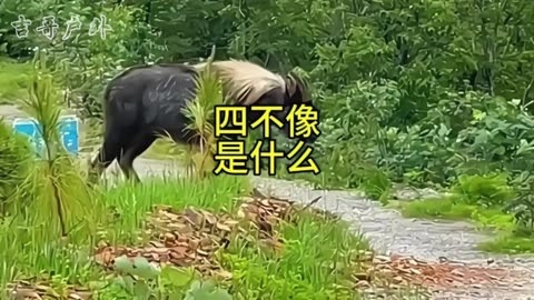 正版四不像资料生肖图正版四不像