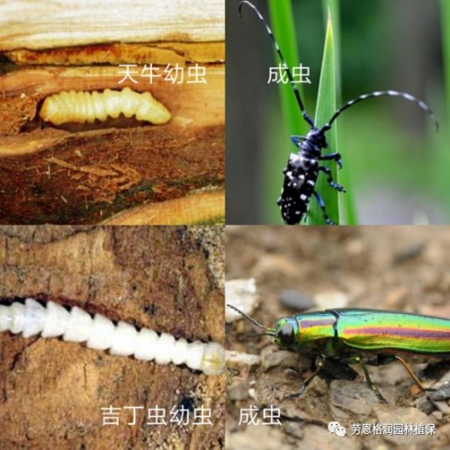 天牛红五图库大全福粮库天牛红五图库大全-第2张图片