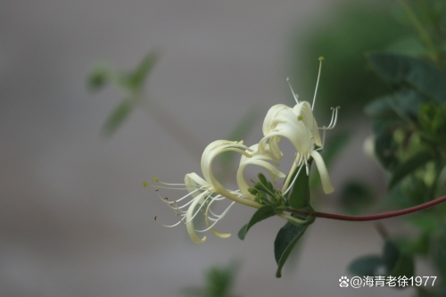花藤之名-第3张图片