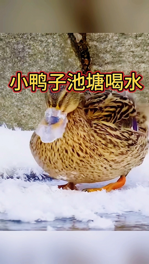 喂养小鸭3中文版-第2张图片